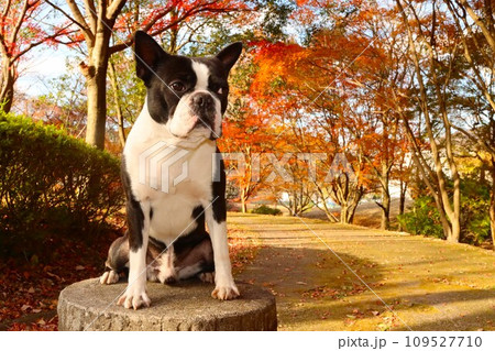 毛呂山町の美しい紅葉の遊歩道で可愛く見つめるボストンテリアのマイティ君♡ 109527710