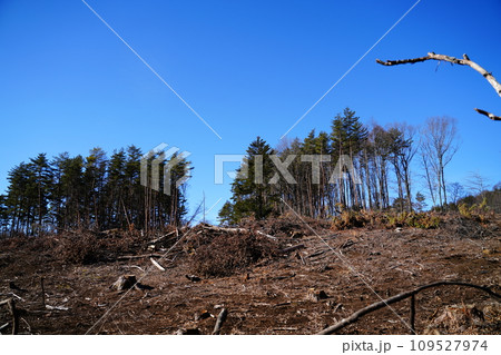 森林　破壊　伐採　開発 109527974