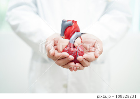 Cardiovascular disease CVD, doctor with heart human model anatomy for treatment patient in hospital. Cardiovascular disease CVD, doctor with heart human model anatomy for treatment patient in hospital. 109528231