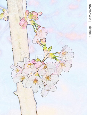 イラスト水彩画風ソメイヨシノ22 109528290