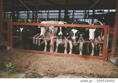 ranch ranch 109528402