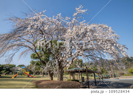 長浜公園　枝垂れ桜　神奈川県横浜市金沢区 109528434
