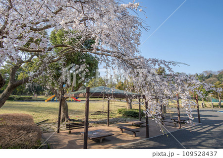 長浜公園 枝垂れ桜 神奈川県横浜市金沢区 長浜公園 枝垂れ桜 神奈川県横浜市金沢区 109528437