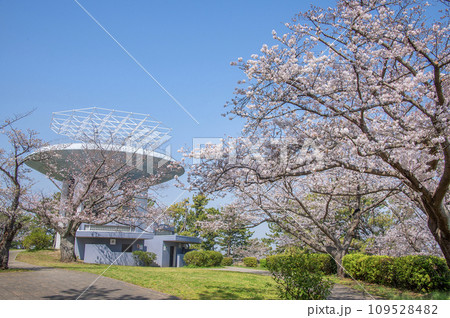 野島公園 桜 神奈川県横浜市金沢区 野島公園 桜 神奈川県横浜市金沢区 109528482