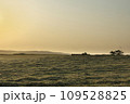 牧場の朝景 109528825