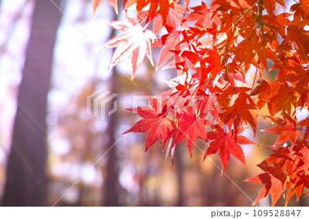 秋　 イメージ　 もみじ 109528847