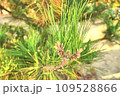 松の木　雄蕊 109528866