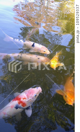 池を泳ぐ鯉 池を泳ぐ鯉 109529337