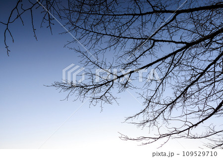 空に伸びる枝　冬の木　木のシルエット 109529710