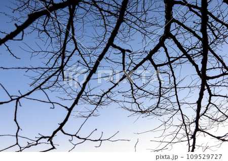 空に伸びる枝　冬の木　木のシルエット 109529727