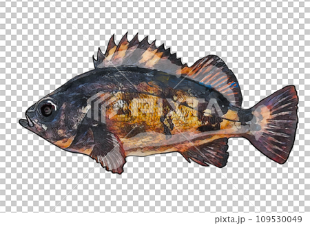 黑石斑魚 109530049