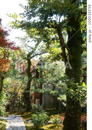 紅葉のある庭 109530556