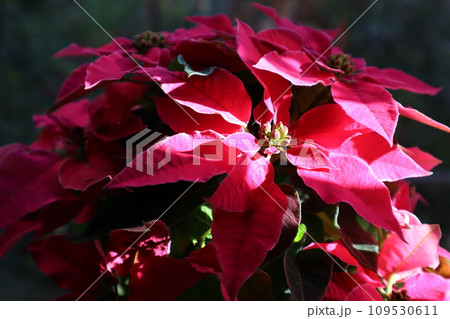 窓辺のピンク色ポインセチア 109530611