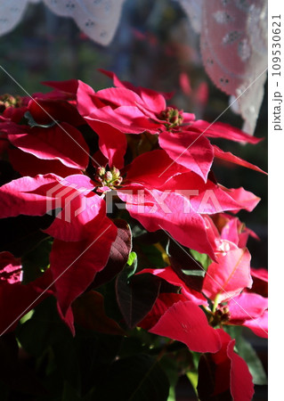 窓辺のピンク色ポインセチア 窓辺のピンク色ポインセチア 109530621