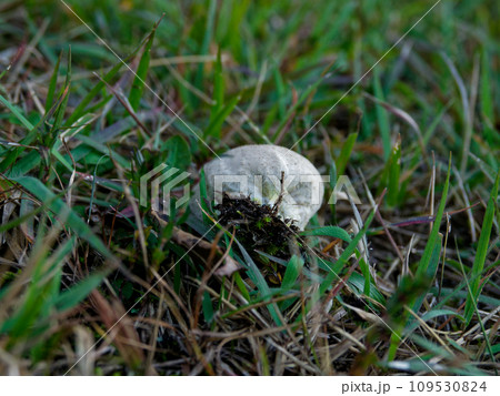 きのこワールド 109530824