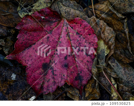 赤く色づく蔦紅葉 109530825