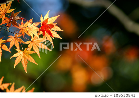 紅葉 109530943
