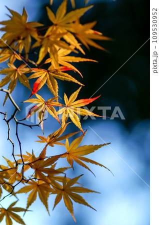 紅葉 109530952