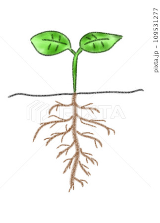 新緑の根 新緑の根 109531277