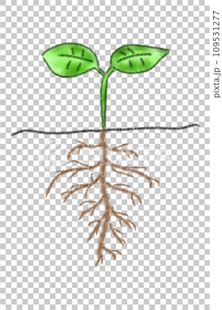 新鮮的綠色根 109531277