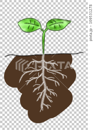 新鮮的綠色根 109531278