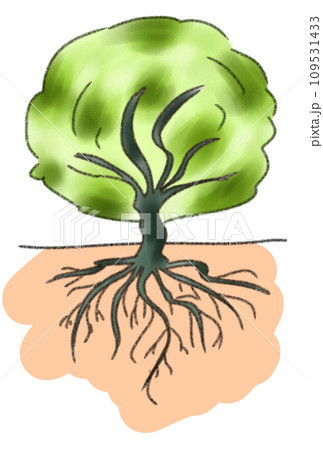 大木の根のイラスト 109531433