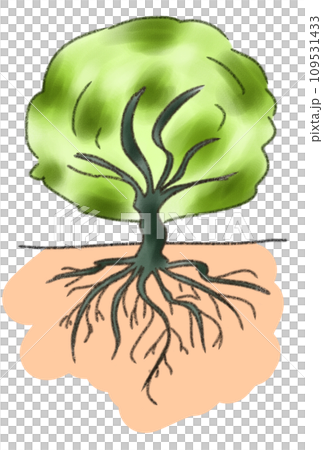 大木の根のイラスト 109531433