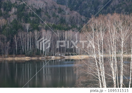晩秋　初冬　湖面に映る　湖畔のシラカバ林 109531515