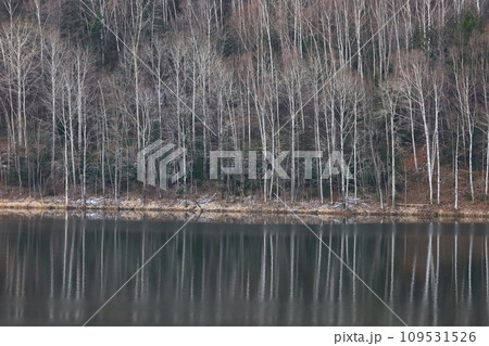 晩秋 初冬 湖面に映る 湖畔のシラカバ林 晩秋 初冬 湖面に映る 湖畔のシラカバ林 109531526