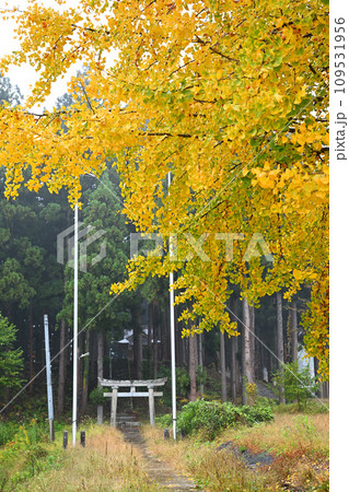秋景色　銀杏の木　石動神社鳥居　晩秋の南魚沼　 109531956