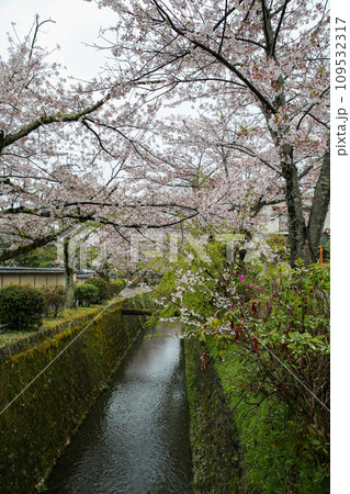 春雨の哲学の道 春雨の哲学の道 109532317