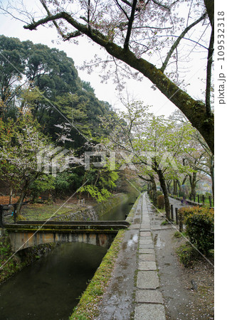 春雨の哲学の道 109532318