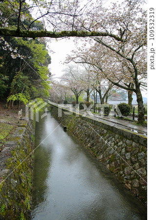 春雨の哲学の道 109532319