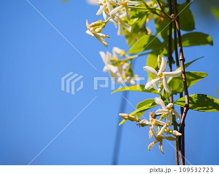 青空とセンニンソウの花 青空とセンニンソウの花 109532723