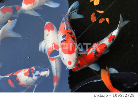 みごとな錦鯉（にしきごい） 109532729