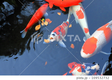 みごとな錦鯉（にしきごい） 109532732