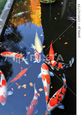 みごとな錦鯉（にしきごい） 109532734