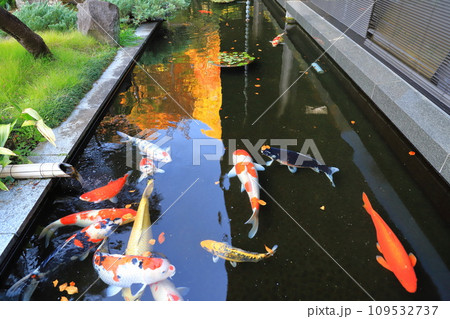 みごとな錦鯉(にしきごい) みごとな錦鯉(にしきごい) 109532737