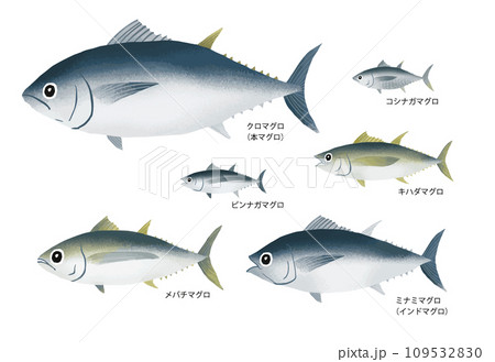 マグロの種類 109532830