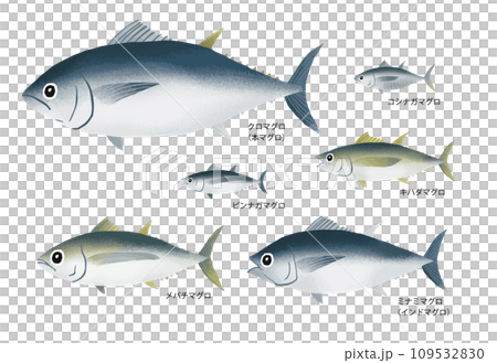 マグロの種類 109532830
