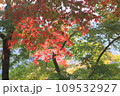 もみじの紅葉 109532927