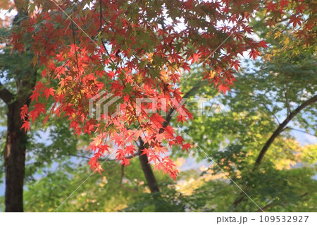 もみじの紅葉 109532927