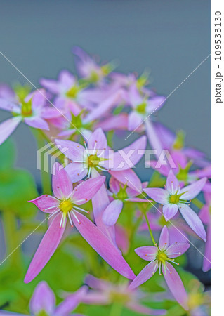 家の周りの草花 四季の色々 美しい可憐な花びら 小さなピンク花 大文字草 家の周りの草花 四季の色々 美しい可憐な花びら 小さなピンク花 大文字草 109533130
