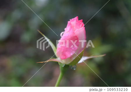 花 109533210