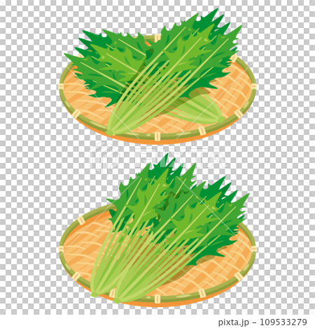 Mizuna set in a colander 109533279