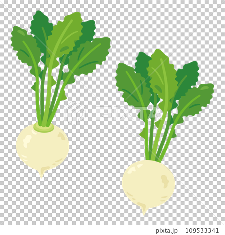 蘿蔔套裝 109533341