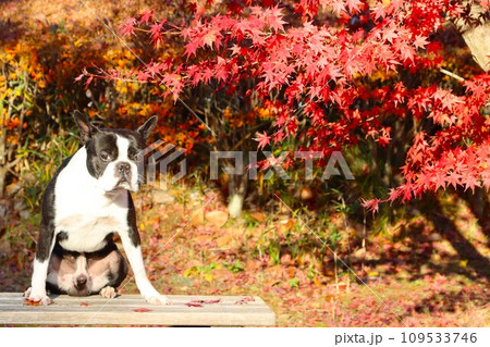 毛呂山町の綺麗な紅葉の前でベンチに座って可愛く見つめるボストンテリアのマイティ君♡ 毛呂山町の綺麗な紅葉の前でベンチに座って可愛く見つめるボストンテリアのマイティ君♡ 109533746