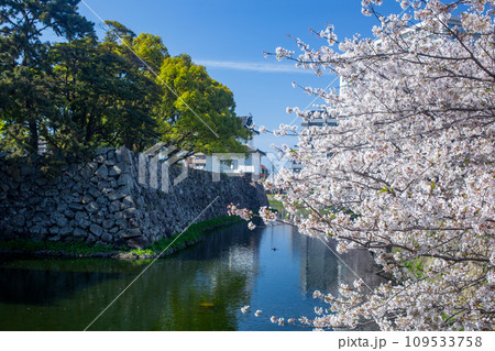 府内城址公園と桜 109533758