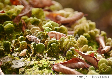 苔の生えた枯木に生えるカイガラタケ 109533803