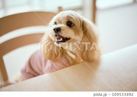 ダイニングテーブルに座る犬 ダイニングテーブルに座る犬 109533892
